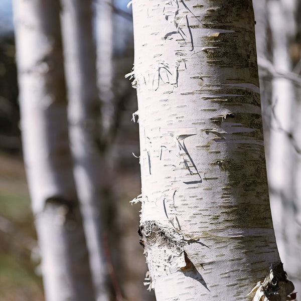 Paper Birch