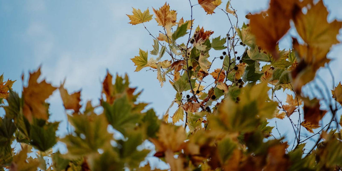 Maple Tree Branches in Autumn