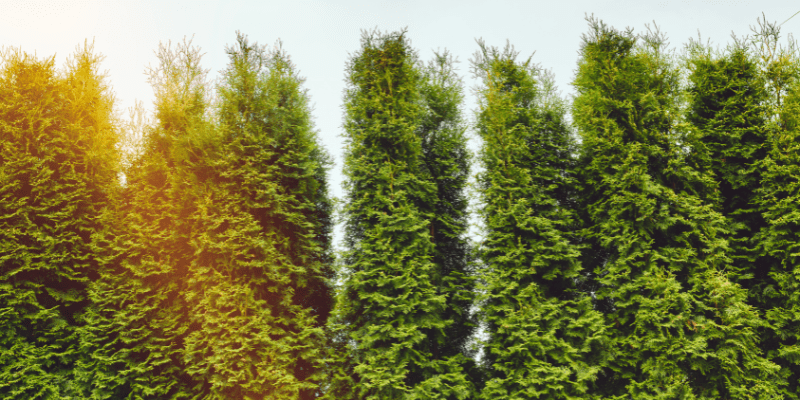 Top Trees for Screening: Privacy and Beauty