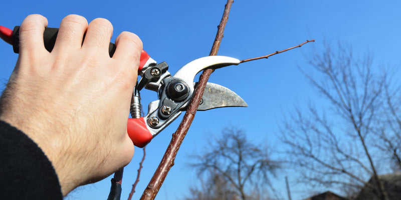 Branch being pruned in autumn