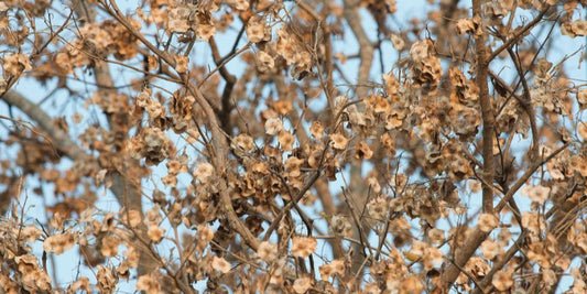 How to Revive a Struggling Tree: A Step-by-Step Guide