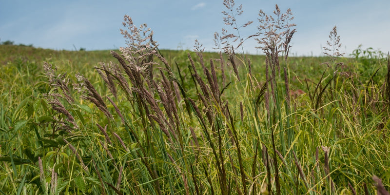 Wild grasses growing