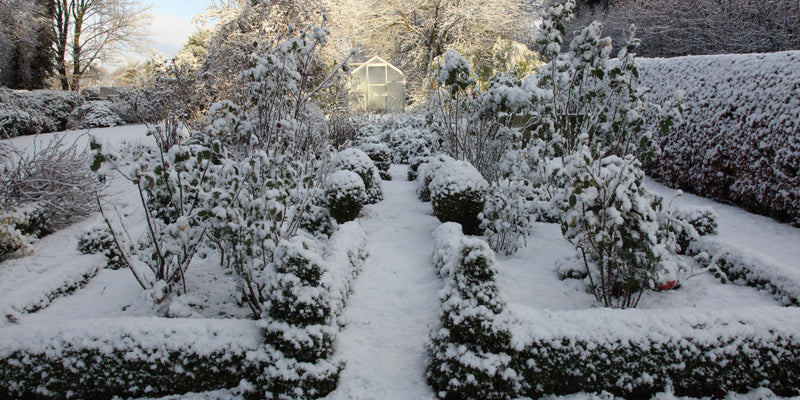 Winter garden covered in snow