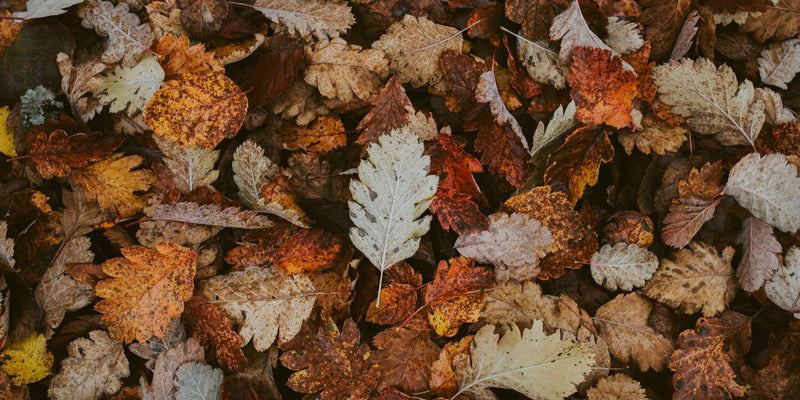 Autumn leaves on the floor