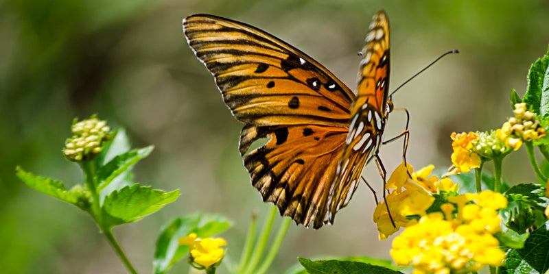 Butterfly on a flower