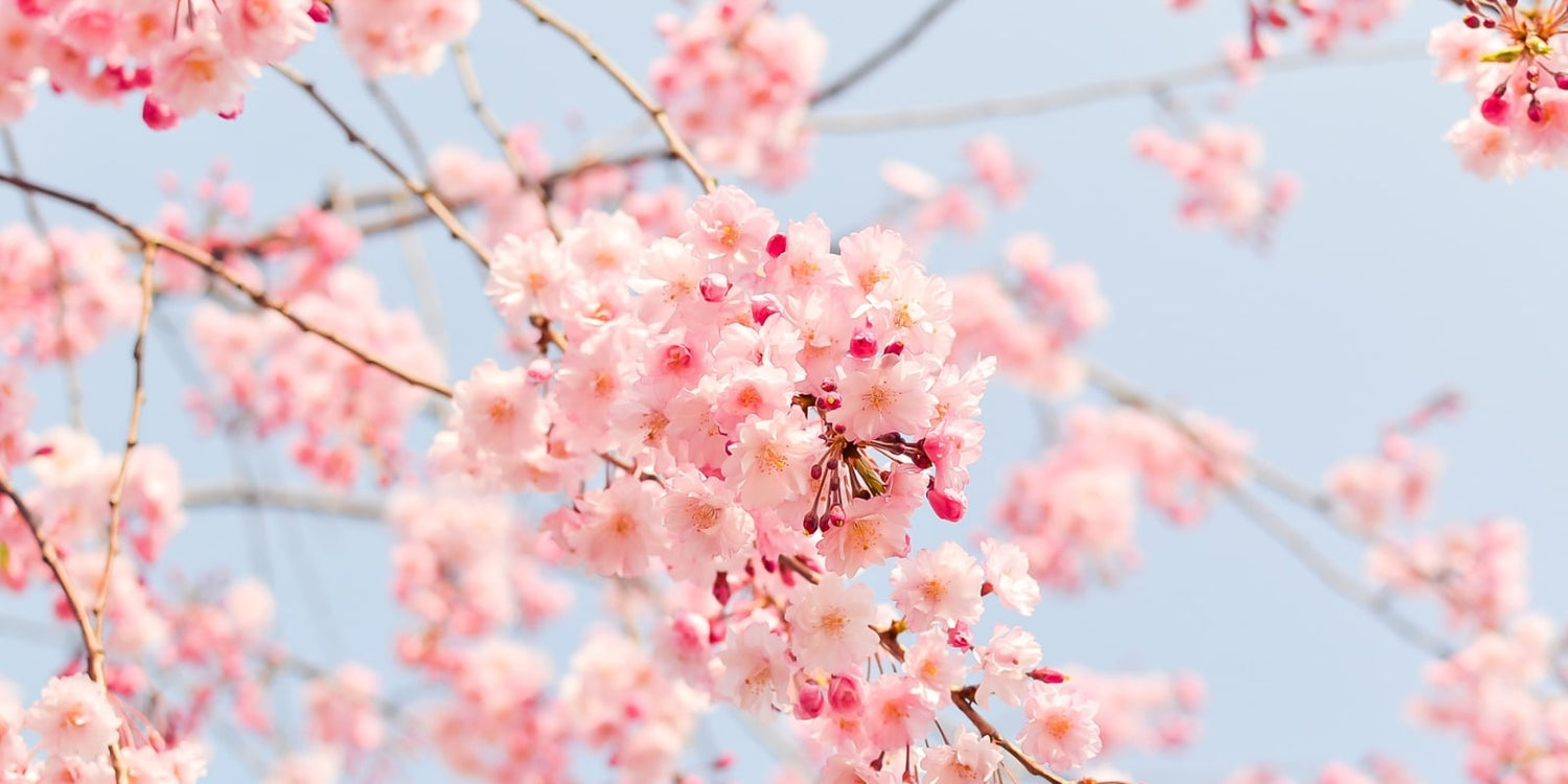 Flowering cherry tree