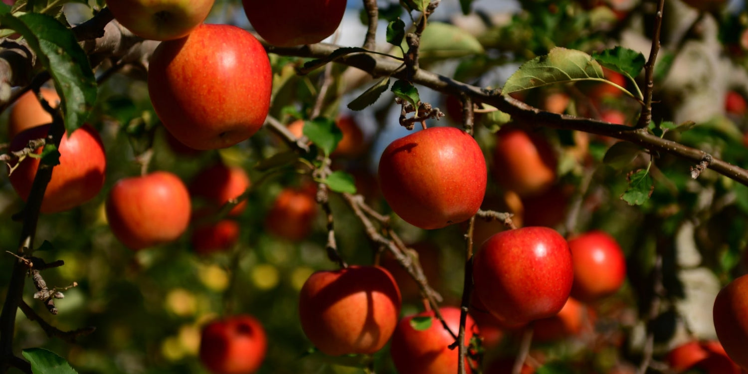 Crab apple tree apples growing on the tree.