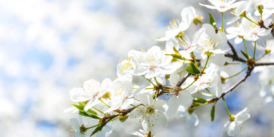 White cherry blossom flowers