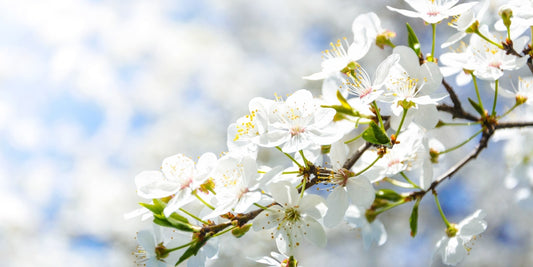 White cherry blossom flowers