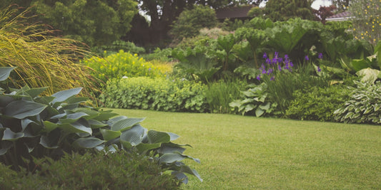 A garden lawn with shrubs growing around it