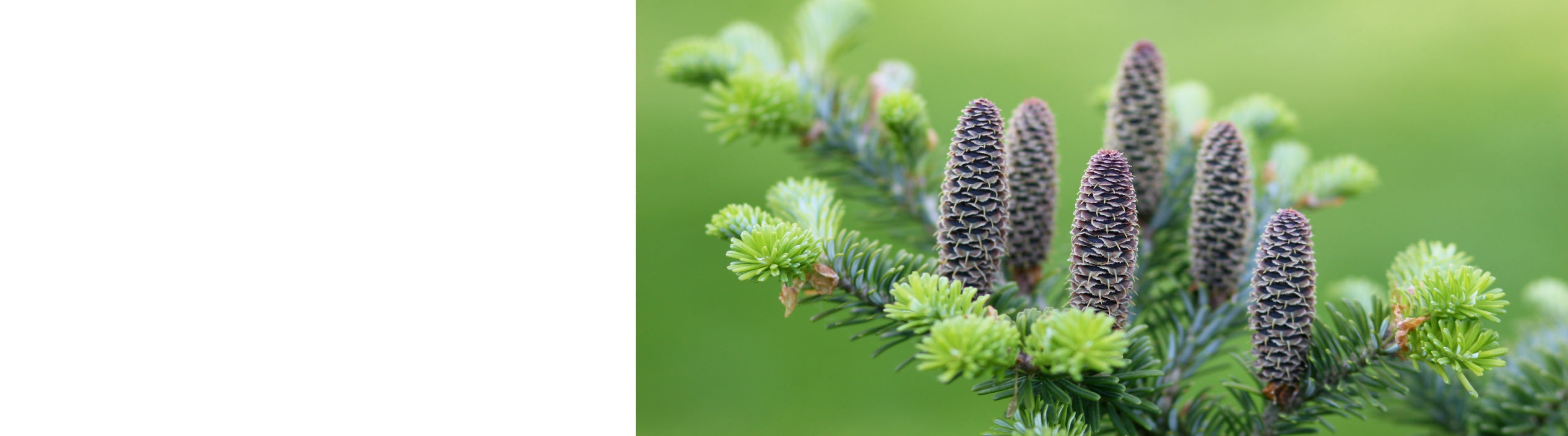 Abies - Fir Trees