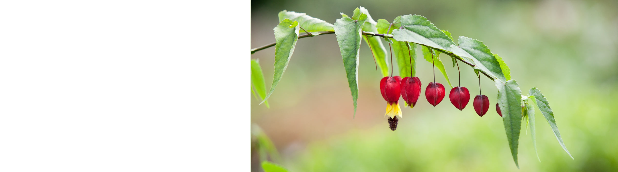 Abutilon - Trailing Abutilon