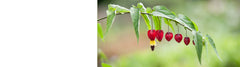 Abutilon - Trailing Abutilon