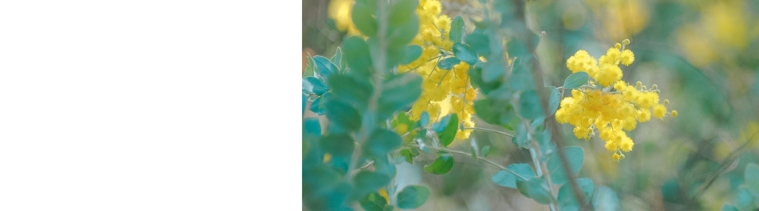 Acacia - Mimosa Trees