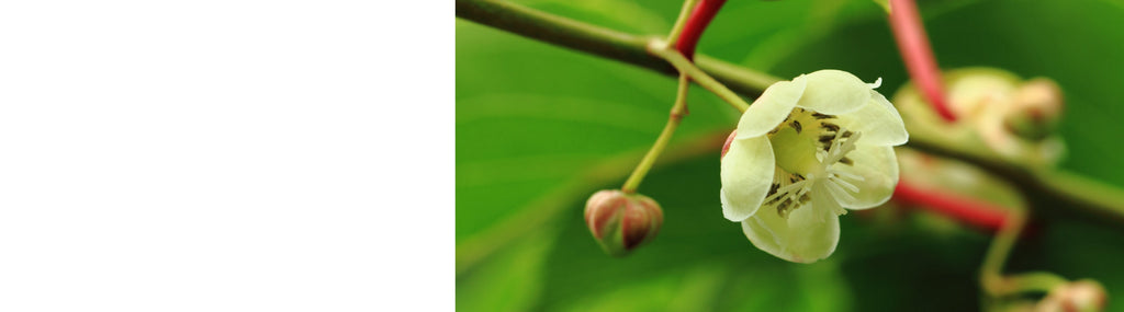 Actinidia Plants