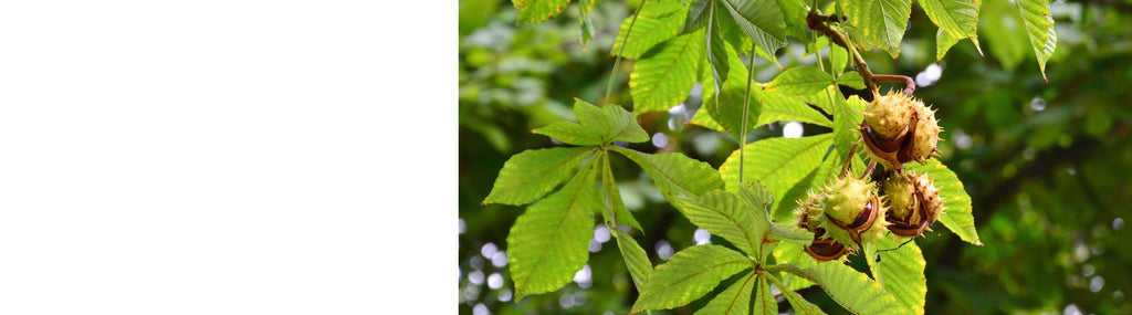 Aesculus - Horse Chestnut Trees