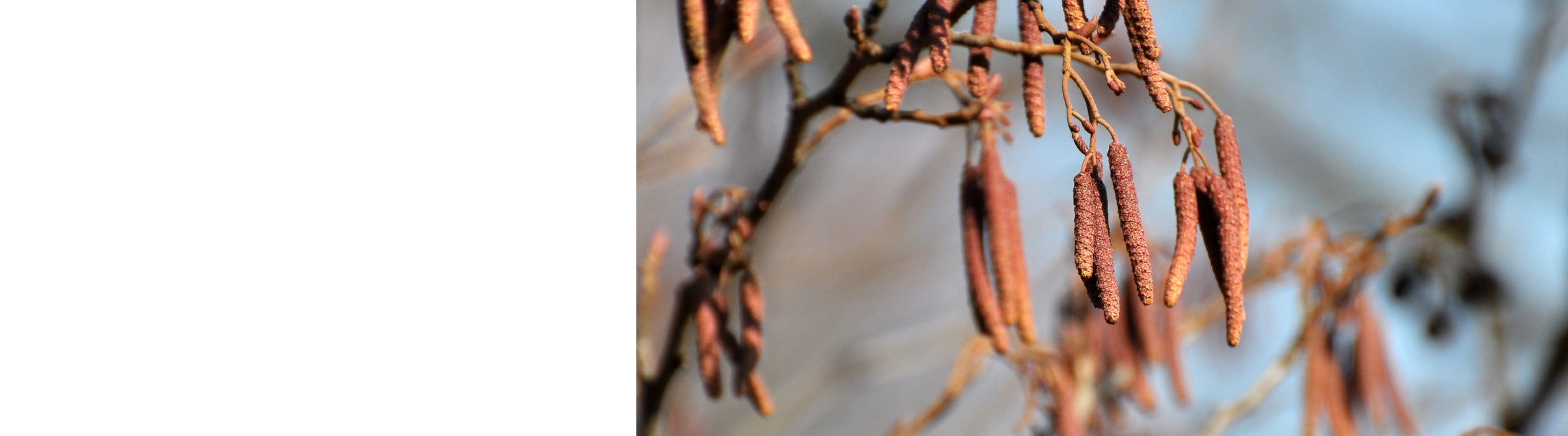 Alnus - Alder Trees