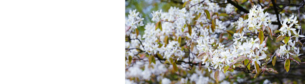 Amelanchier - Amelanchier Trees