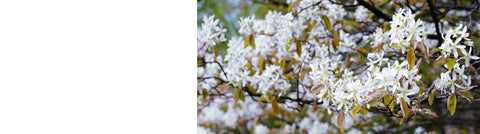 Prunus - Ornamental Plum Trees