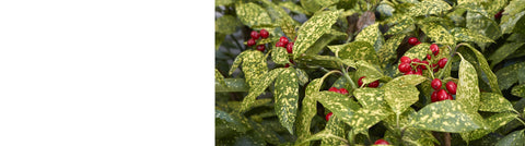 Ilex - Holly Plants