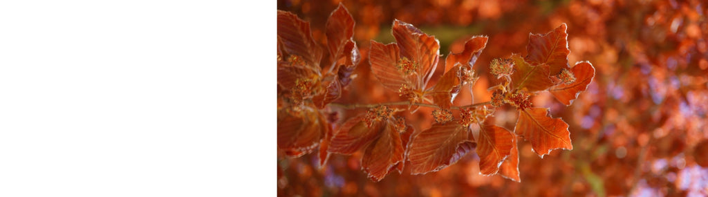 Fagus - Beech Trees