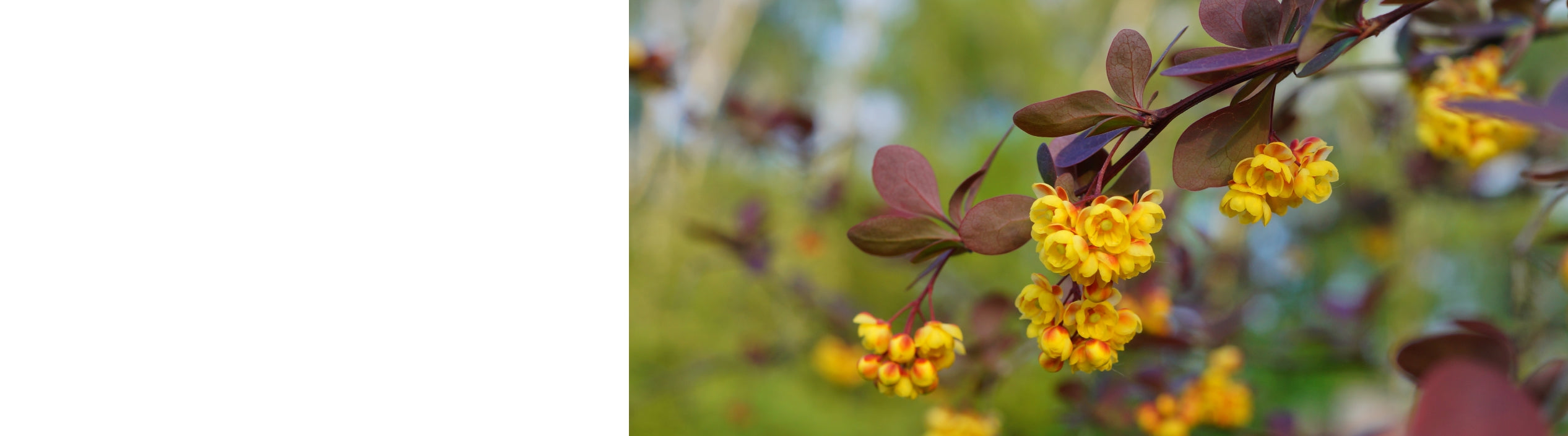 Berberis - Barberry Plants