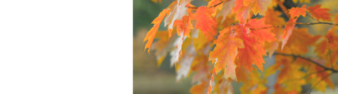 Cotoneaster Trees