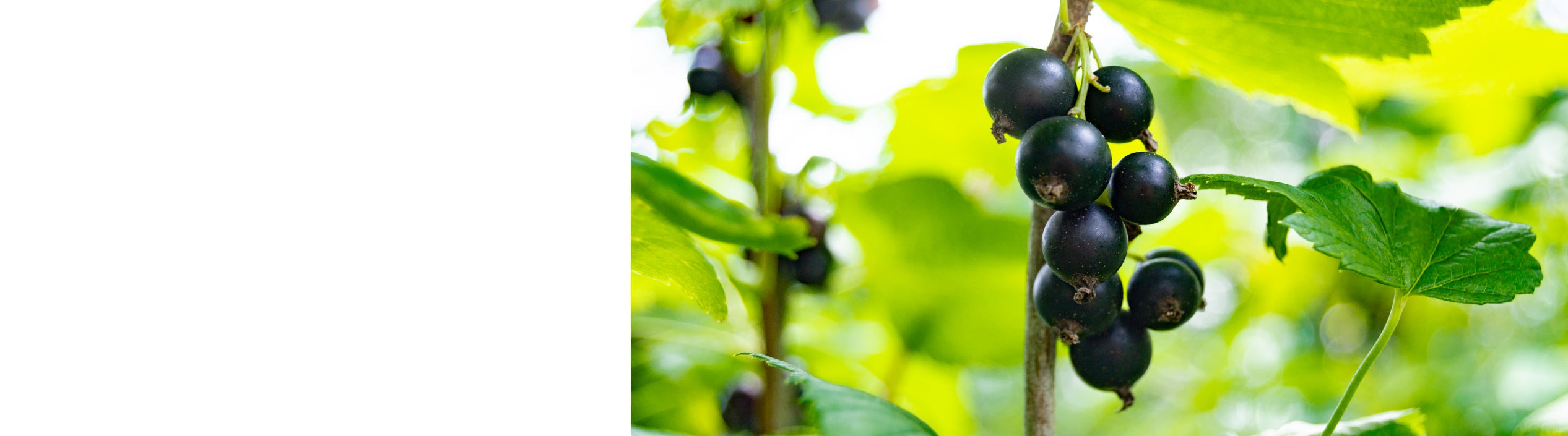 Blackcurrant Plants