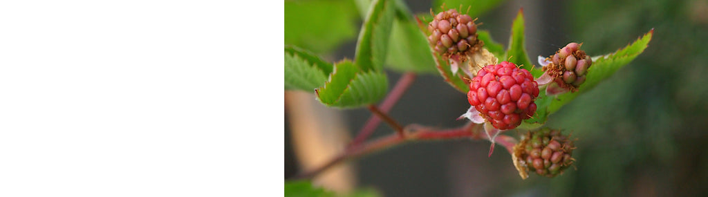 Boysenberry Plants