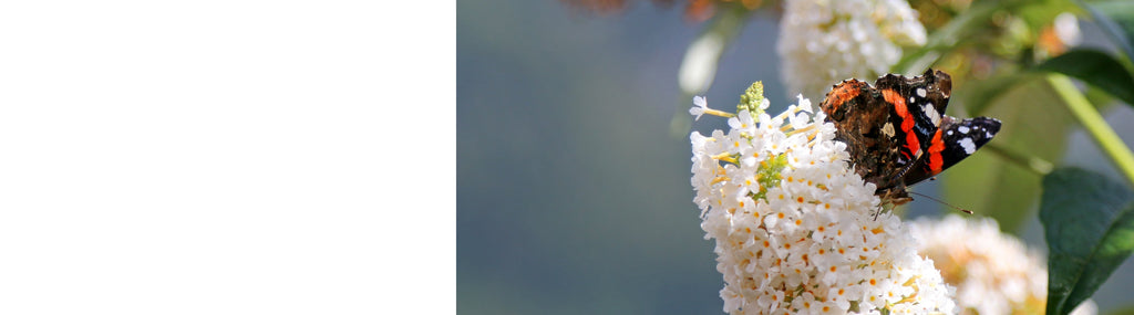 Buddleja - Butterfly Bushes