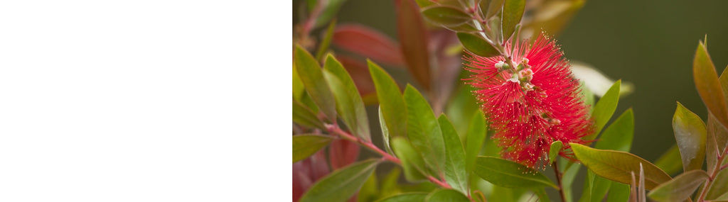 Callistemon - Bottlebrush Plants