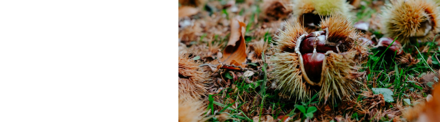 Sweet Chestnut Trees