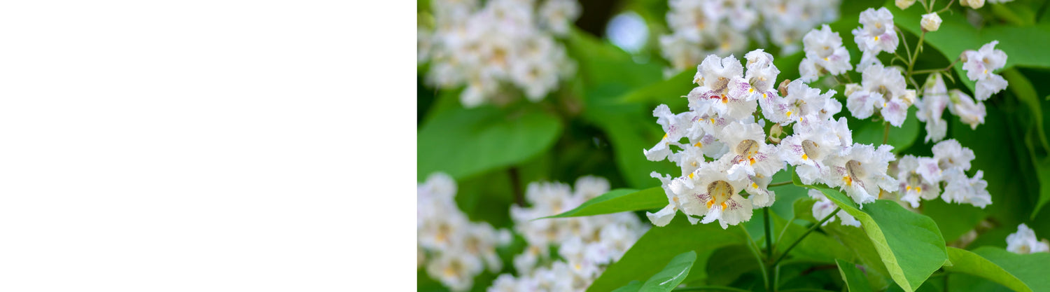 Catalpa - Indian Bean Trees