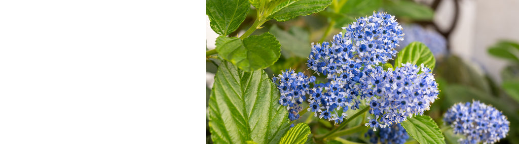 Ceanothus - Californian Lilac