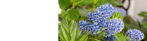 Caryopteris - Bluebeard Plants