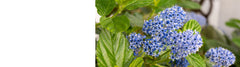 Ceanothus - Californian Lilac