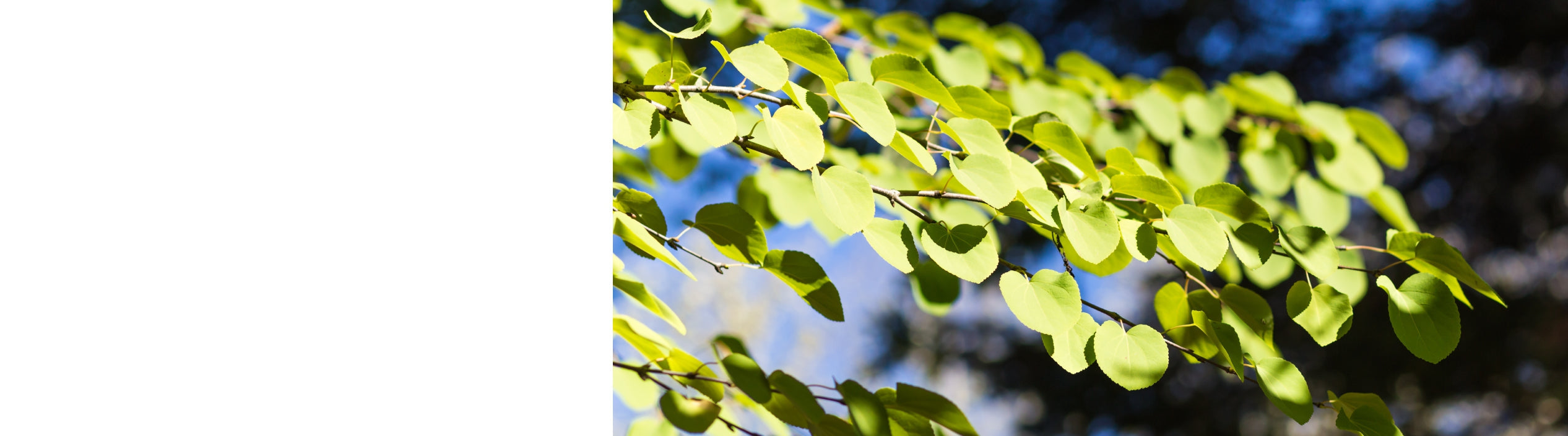 Cercidiphyllum - Katsura Trees