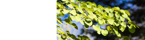 Liquidambar - Sweet Gum Trees