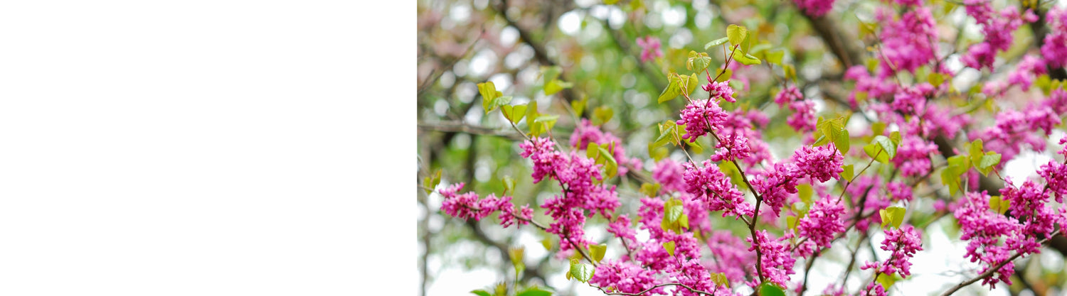 Cercis - Redbud & Judus Trees