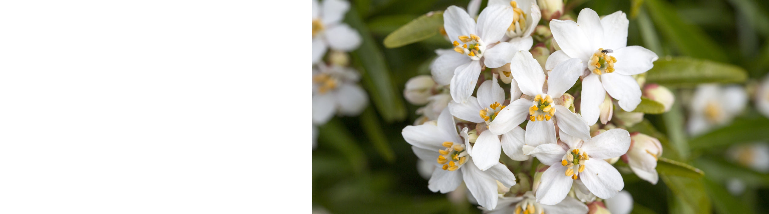 Choisya - Mexican Orange Blossom