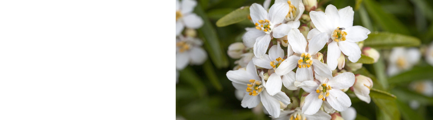 Choisya - Mexican Orange Blossom