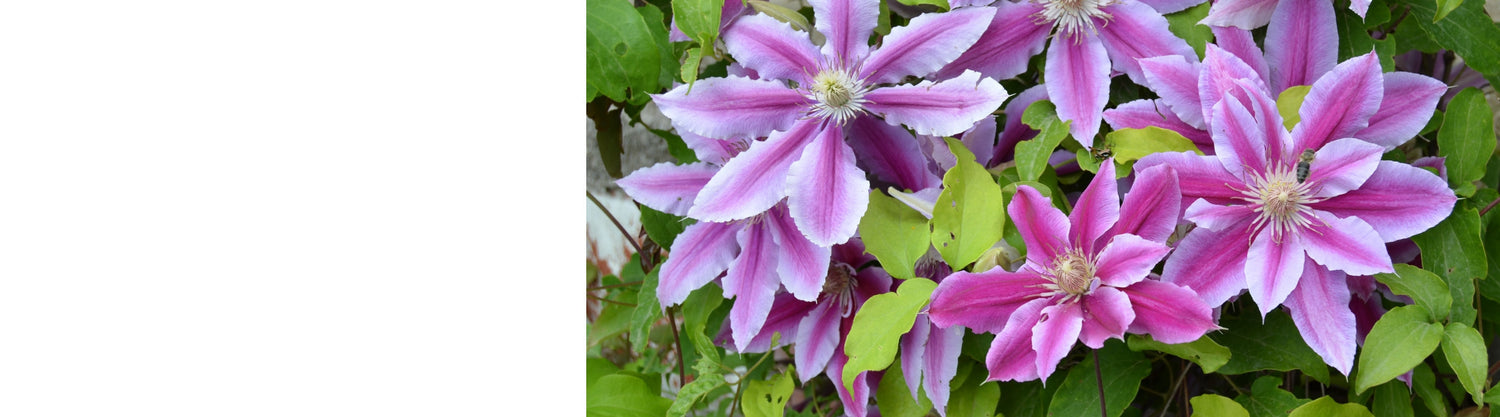 Clematis Plants