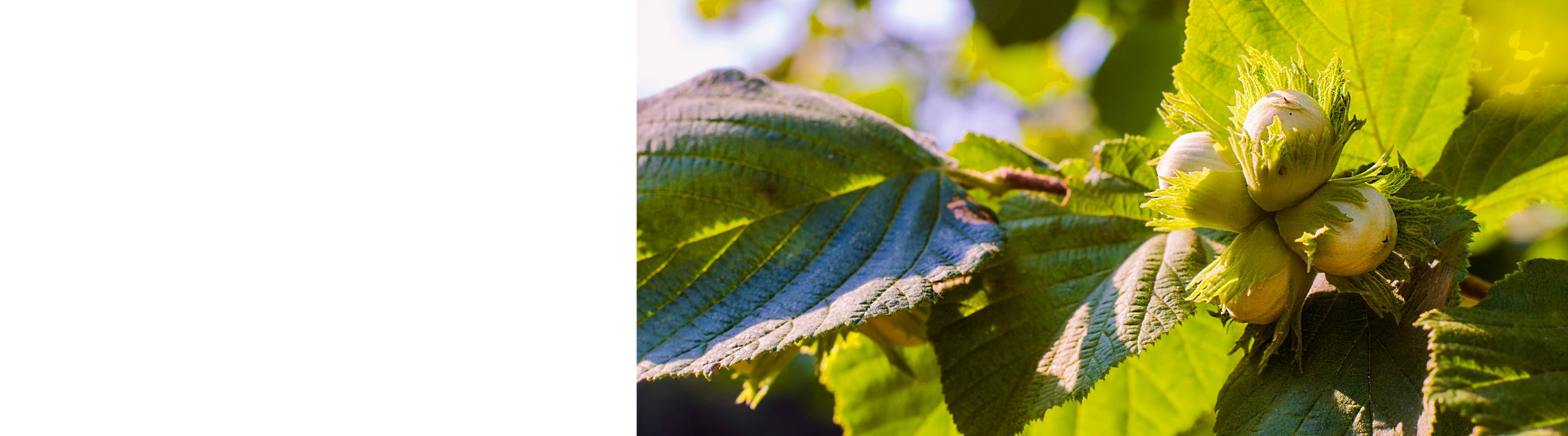 Hazelnut and Filbert Trees