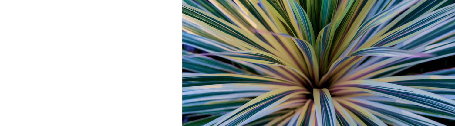 Cordyline - Cabbage Trees