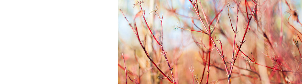 Cornus - Dogwood Plants