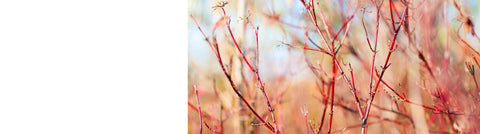 Cornus - Dogwood Plants