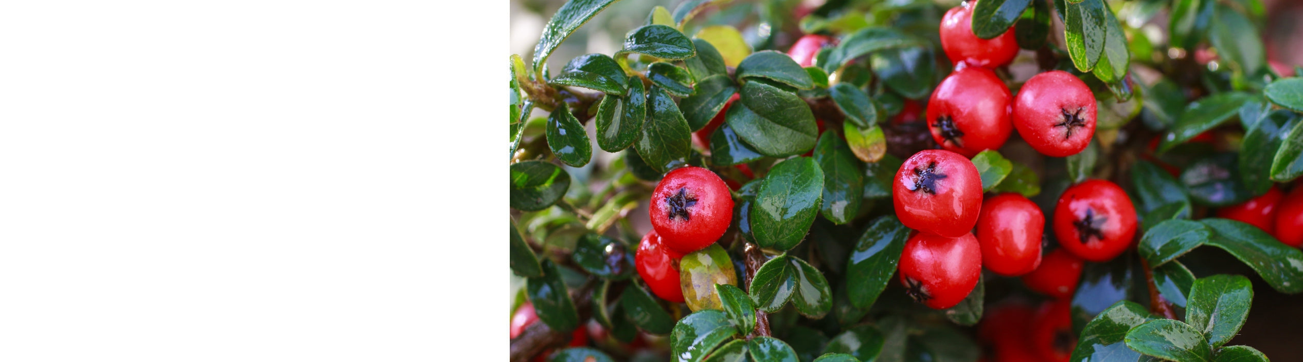 Cotoneaster Trees