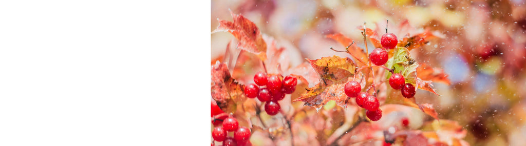 Cranberry Plants