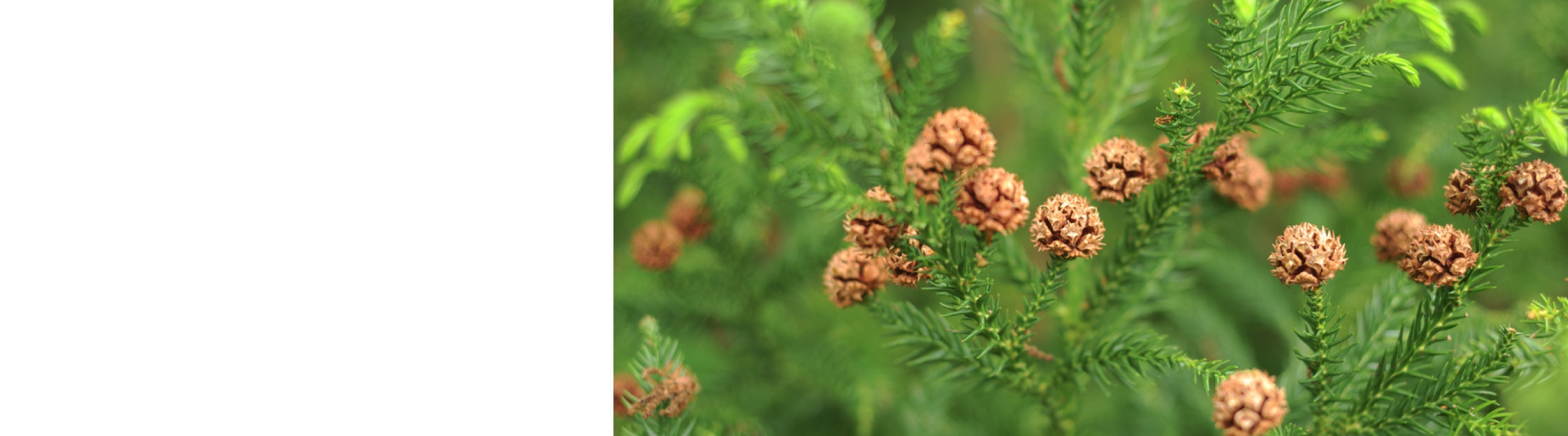 Cryptomeria - Japanese Cedar