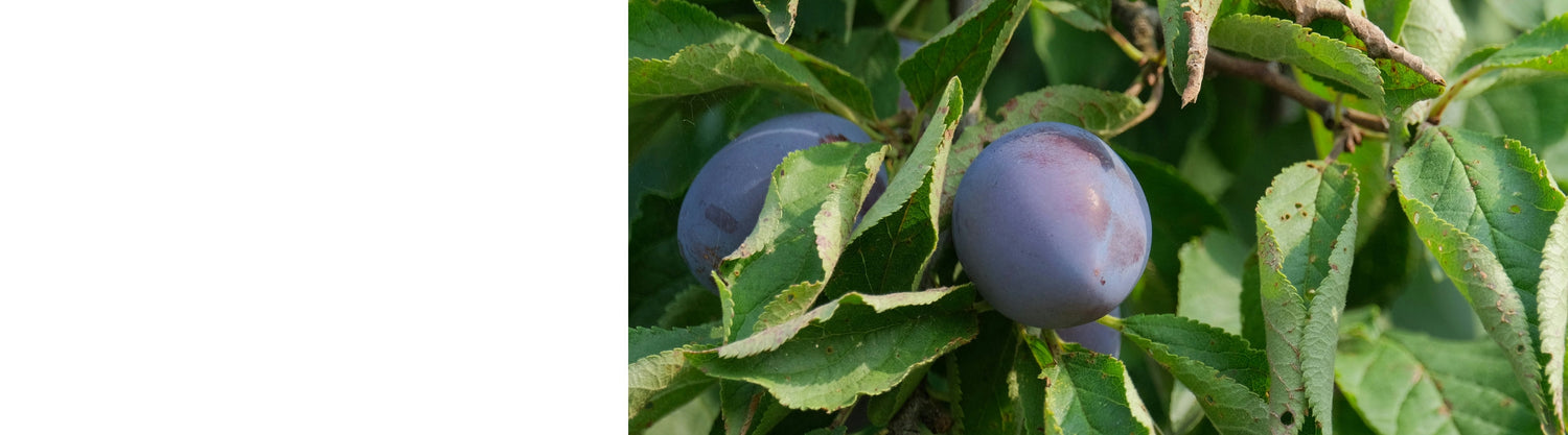 Damson Trees